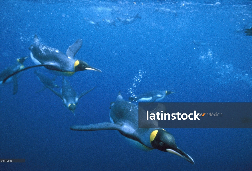 Grupo del pingüino rey (Aptenodytes patagonicus) offshore de natación bajo el agua de cría sub Antár