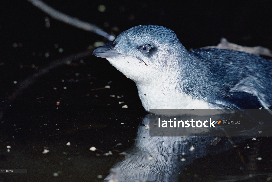 Poco adulto pingüino azul (Eudyptula minor) viajando hasta el pequeño arroyo por la noche al sitio d