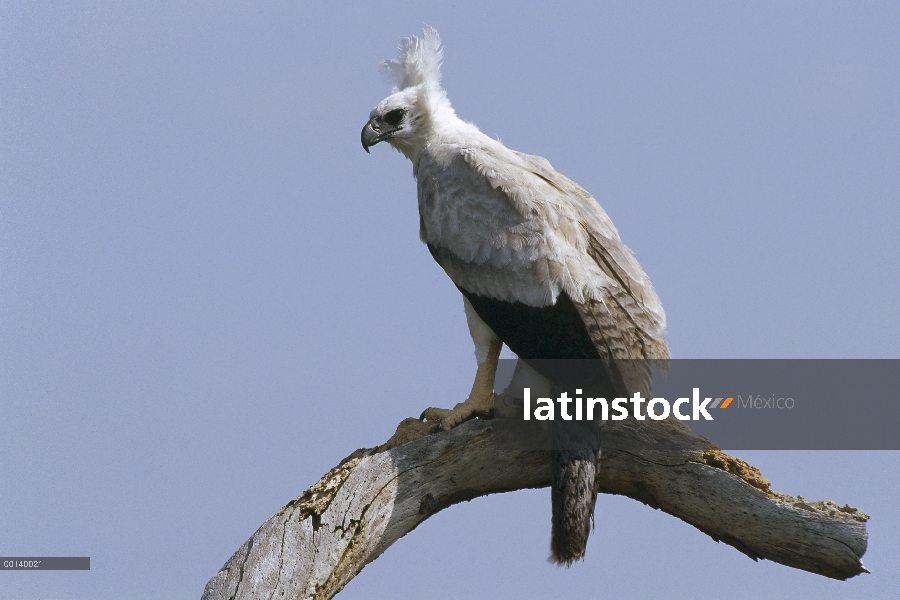 Menores de ocho meses águila arpía (Harpia harpyja) en muerto – de seda algodón de árbol, la zona re