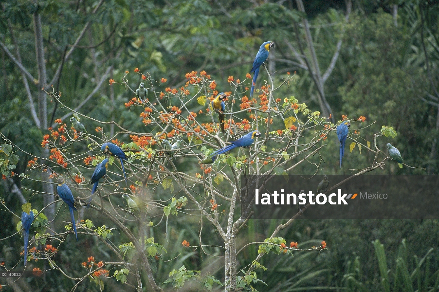 Azul y amarillo guacamayo (Ara ararauna) mixto rebaño compartir Erythrina árbol con la cuenca del Am