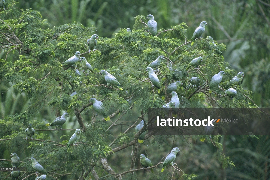 Grupo de loro (real Amazona farinosa) cochinilla en rainforest canopy, Reserva Tambopata-Candamo, Cu