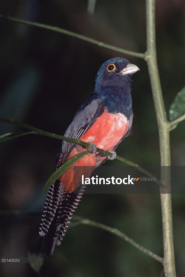 Insectos de caza macho de Trogon (Trogon curucui) azul coronada en sotobosque, Reserva Tambopata-Can