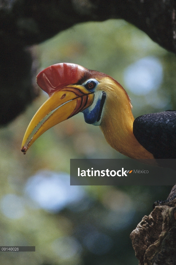 Cálao moruna de Sulawesi (Aceros cassidix) higos entrega macho a hembra sellaron en la cavidad del n