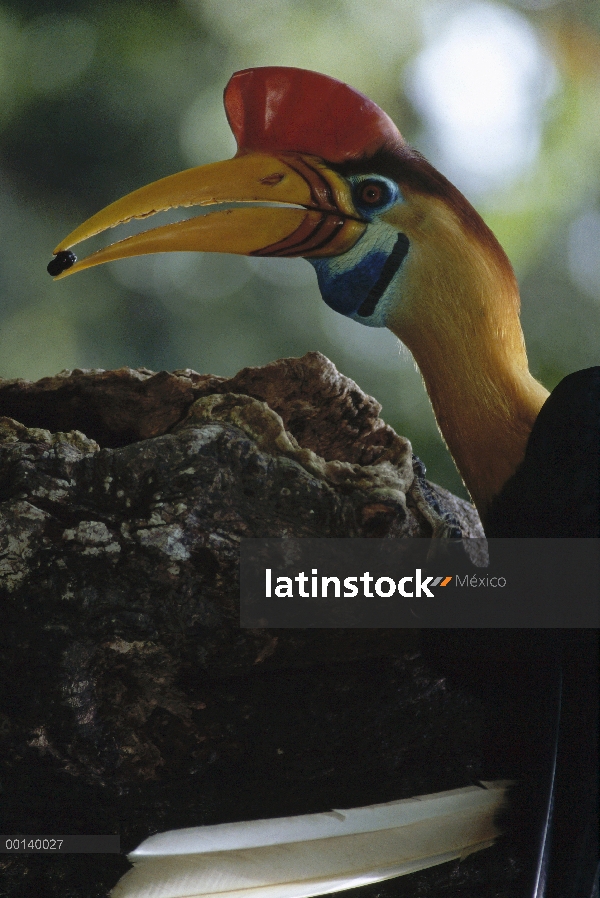 Cálao moruna de Sulawesi (Aceros cassidix) higos entrega macho a hembra sellaron en la cavidad del n