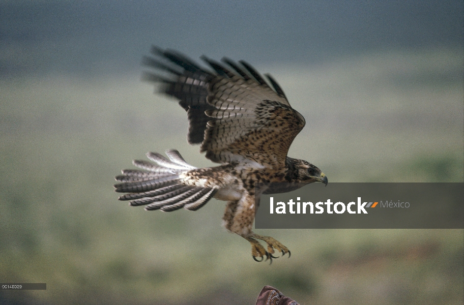 Halcón de Galápagos (Buteo galapagoensis) volando, Isla Isabel, Islas Galápagos, Ecuador