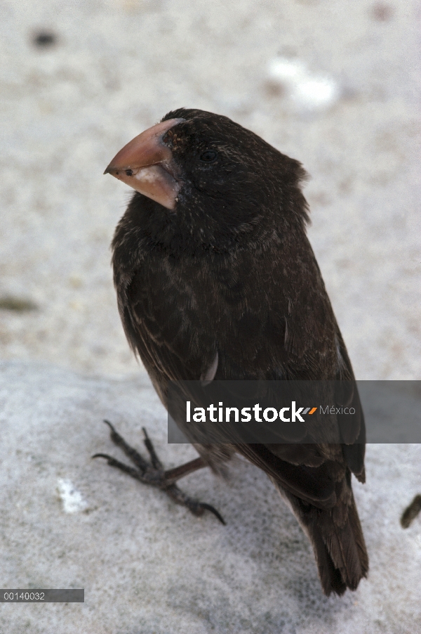 Gran retrato de tierra Pinzón (difficilis magnirostris), torre isla, Galápagos, Ecuador