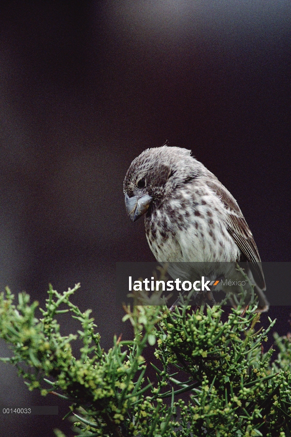 Mujer de tierra-Pinzón (difficilis fortis) medio de apareamiento plumaje, isla de Santa Cruz, Islas 