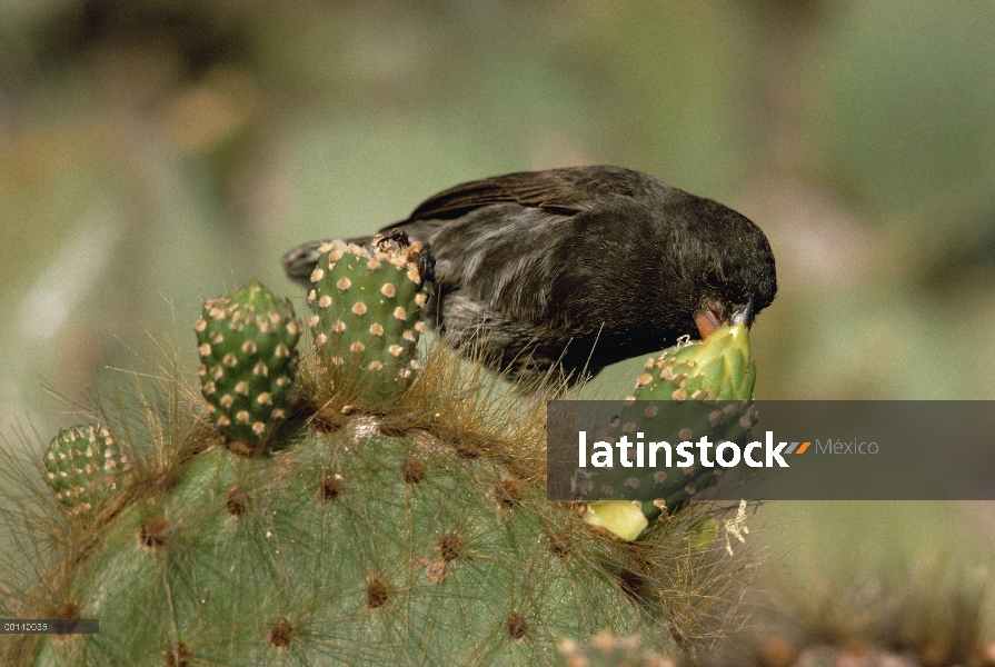 Común Cactus-Pinzón (difficilis scandens) alimentándose de brote de nopal (Opuntia sp), torre isla, 