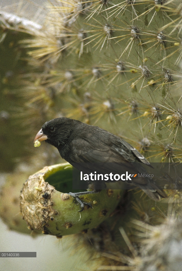 Pequeño hombre de la tierra-Pinzón (difficilis fuliginosa) alimentándose de frutos de cactus de Opun