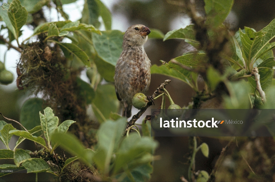 Pinzón vegetariano (Platyspiza crassirostris) de comer fruta de Poroporo (Solanum laciniatum), isla 