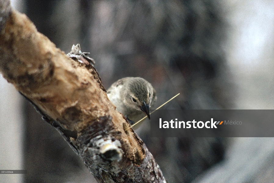 Pinzón carpintero (Camarhynchus pallidus) con espina de cacto para extraer el grub de árbol muerto, 