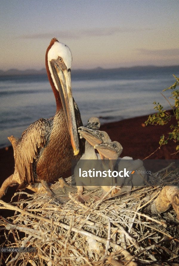 Padre de Pelícano Pardo (Pelecanus occidentalis) protección de las crías en matorrales de arbusto de