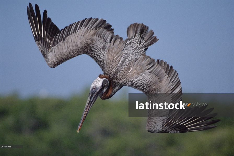 Penetración de Pelícano Pardo (Pelecanus occidentalis), buceo en aguas costeras poco profundas, Acad