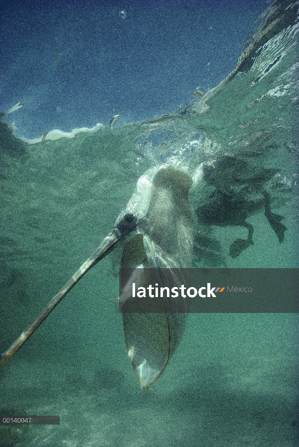 Marrón de pelícano (Pelecanus occidentalis) captura de Lisa bajo el agua, Tortuga Bay, isla de Santa