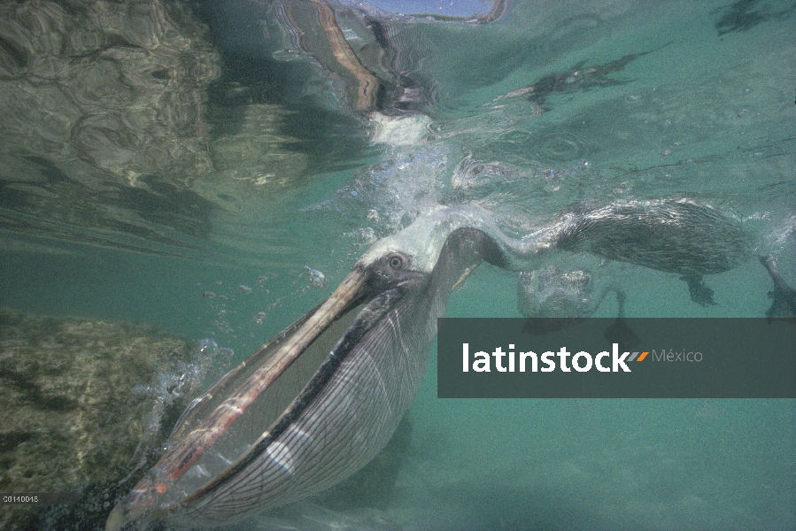 Pelícano Pardo (Pelecanus occidentalis) con bolsa distendida para pescar peces bajo el agua, Tortuga