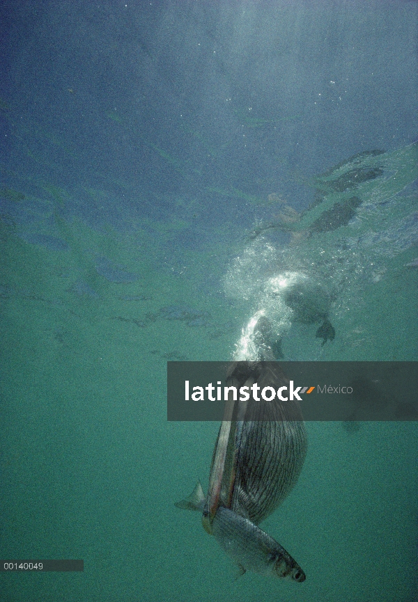 Marrón de pelícano (Pelecanus occidentalis) captura de Lisa bajo el agua, Tortuga Bay, isla de Santa