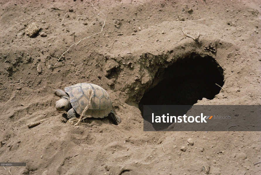 Crías de tortuga gigante de Galápagos (Chelonoidis nigra) salen de un nido en la caldera de piso, Is