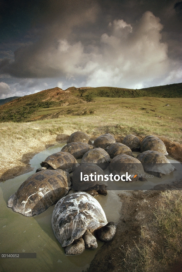 Grupo de la tortuga gigante de Galápagos (Chelonoidis nigra) revolcándose en la piscina en el borde 