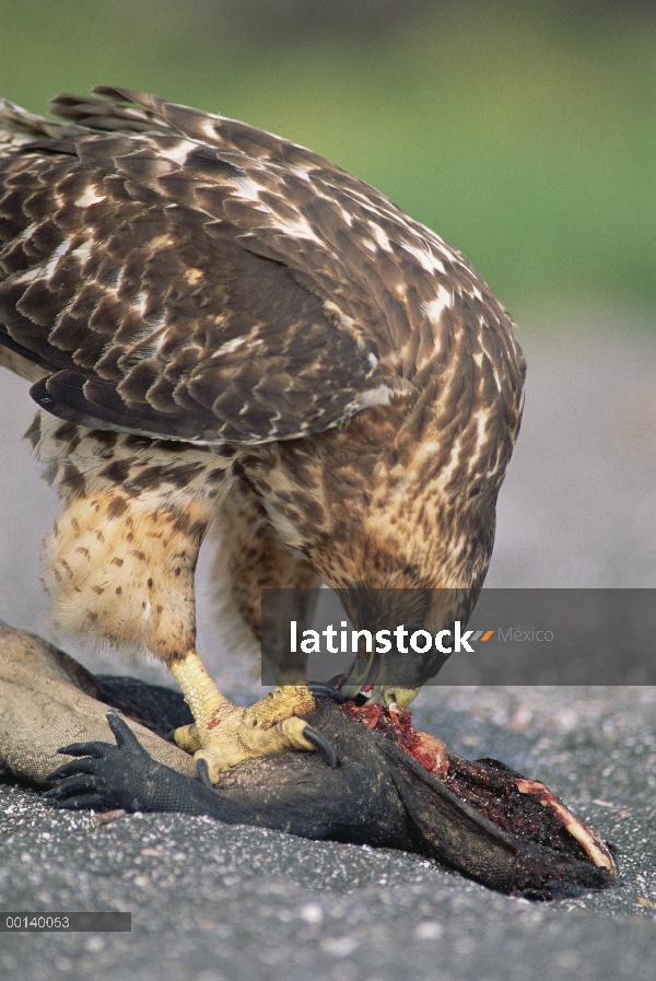 Halcón de Galápagos (Buteo galapagoensis) barrido en muerto mujer Iguana marina (Amblyrhynchus crist