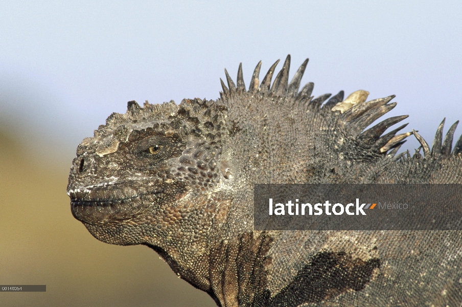 Macho de Iguana (Amblyrhynchus cristatus) Marina, retrato, Academia Bay, isla de Santa Cruz, Islas G