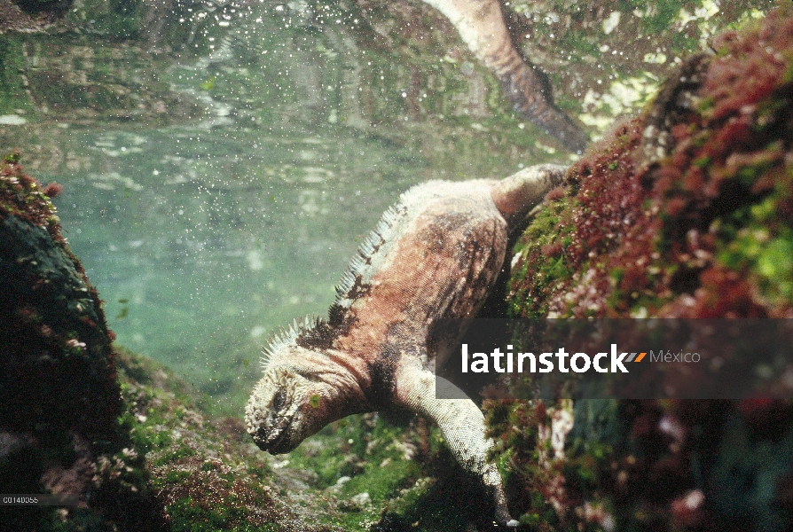 Marina hombre colorido cría de Iguana (Amblyrhynchus cristatus) pastar en las algas en la piscina de