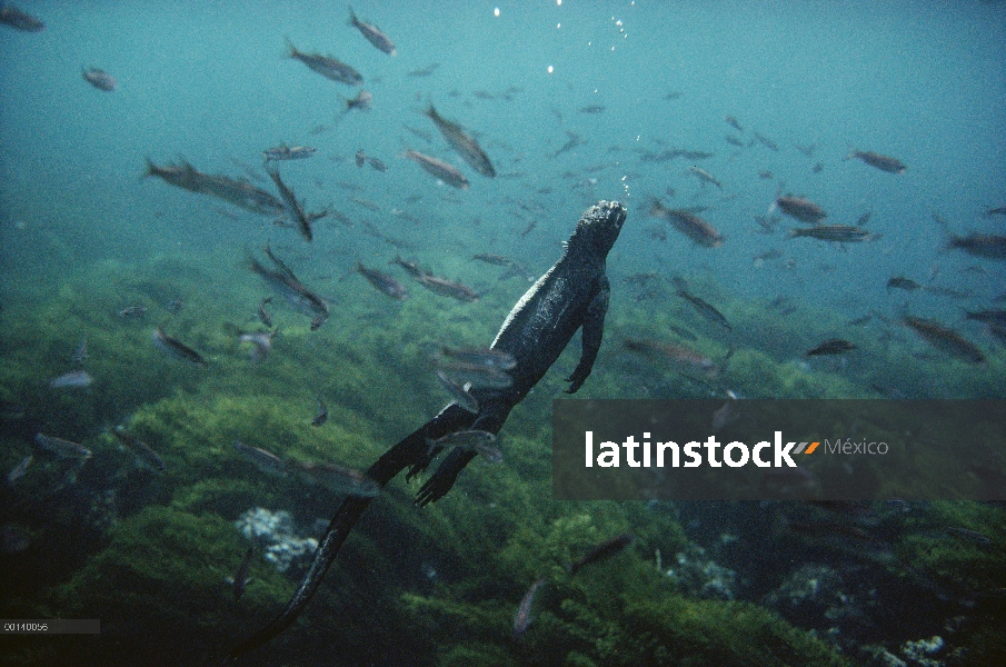 Iguana marina (Amblyrhynchus cristatus) regresar a la superficie después del pastoreo en el fondo de