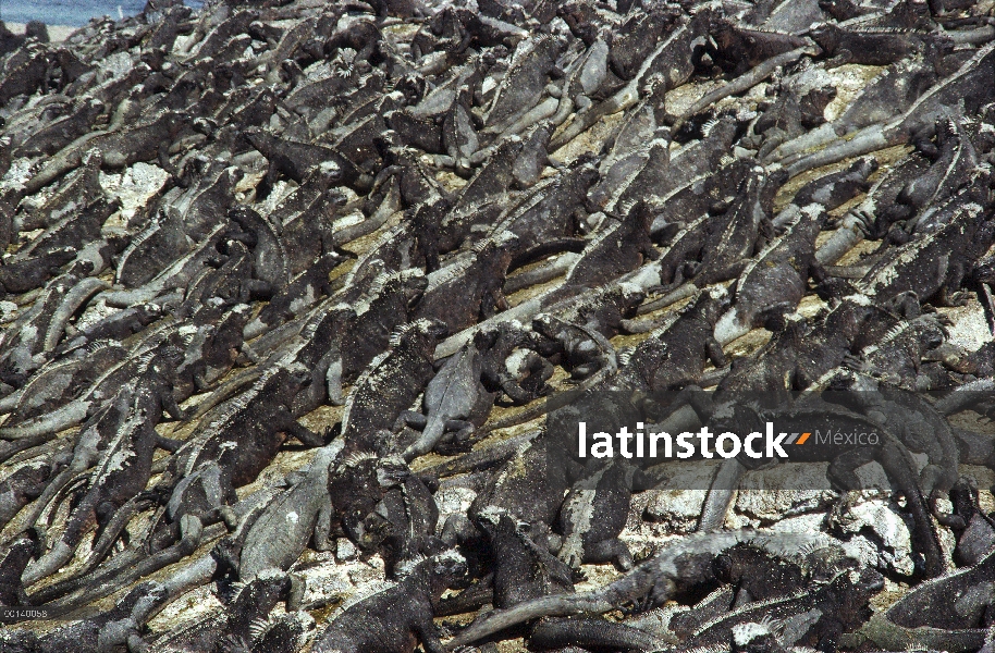 Marino Colonia de Iguana (Amblyrhynchus cristatus) disfrutando en la costa de la lava, Punta Espinos