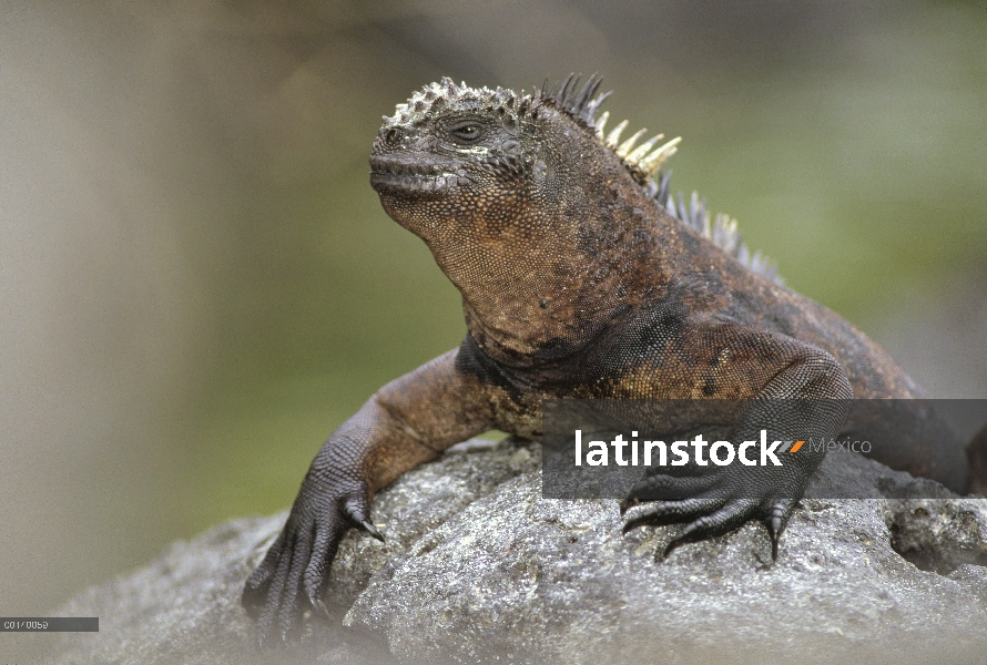 Hombre maduro de Marina Iguana (Amblyrhynchus cristatus) por lava Costa, Academia Bay, isla de Santa