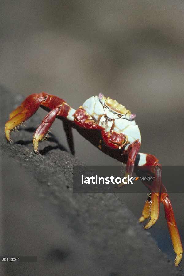 Cangrejo (Grapsus grapsus) cerca de la línea de marea, Isla Santiago, Galápagos, Ecuador