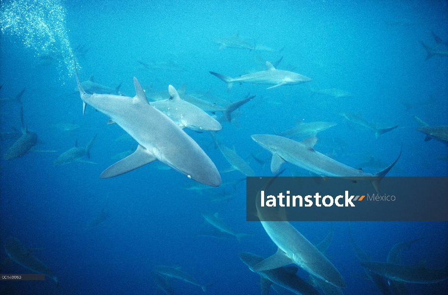 Sedoso escolaridad grupo de tiburones (Carcharhinus falciformis) en mar abierto, Isla Wenman, Islas 