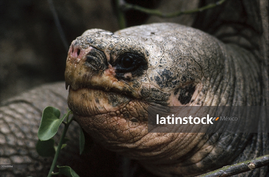 Tortuga de Galápagos de la isla Pinta (Chelonoidis nigra abingdoni), solitario George, el último sob