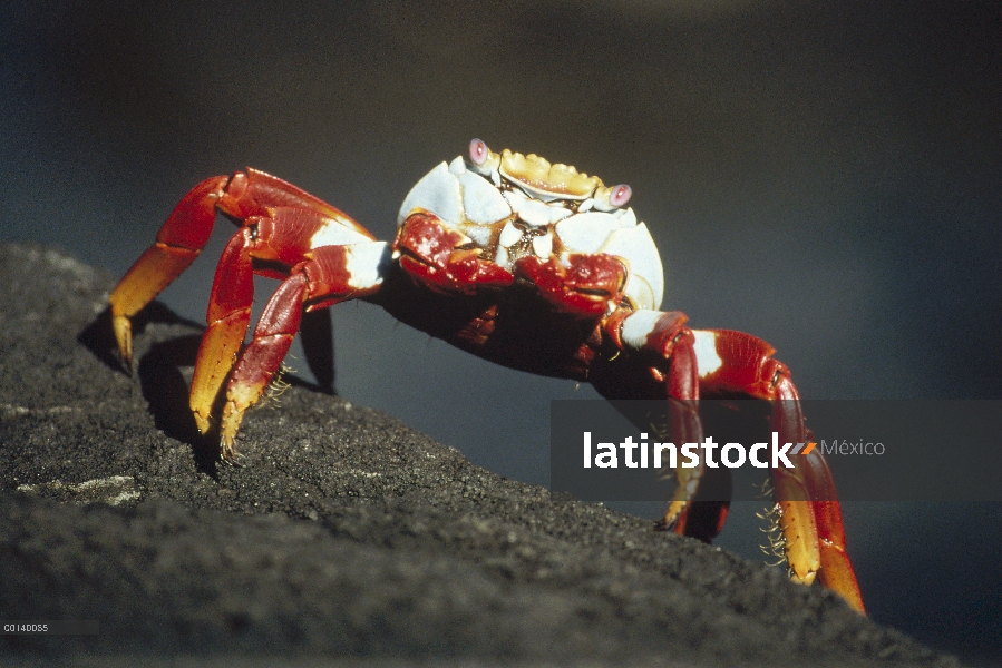 Retrato de cangrejo (Grapsus grapsus) cerca de marea línea, Islas Galápagos, Ecuador