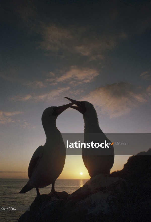 Par de piquero (Sula dactylatra) enmascarado cortejando al atardecer, Isla Daphne, Islas Galápagos, 