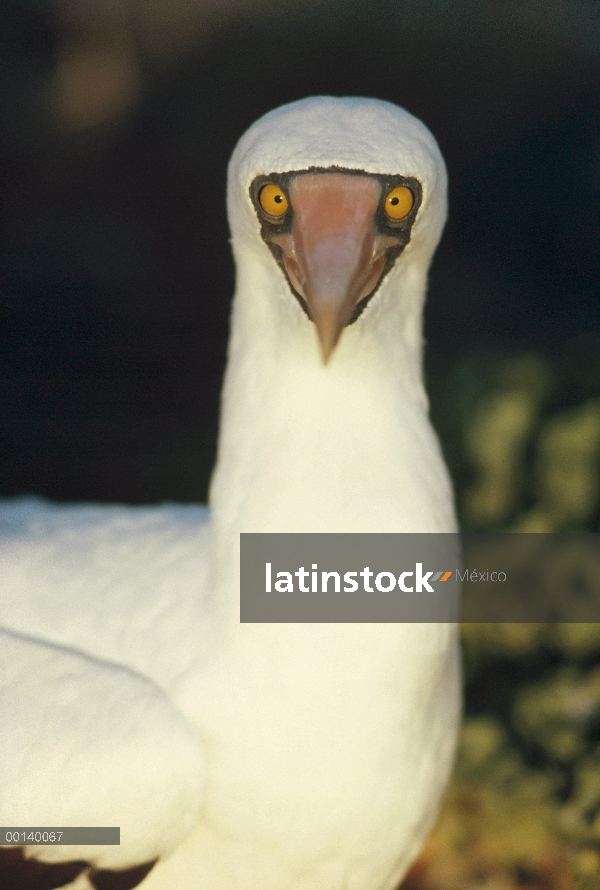 Retrato de piquero (Sula dactylatra) enmascarado, torre isla, Galápagos, Ecuador