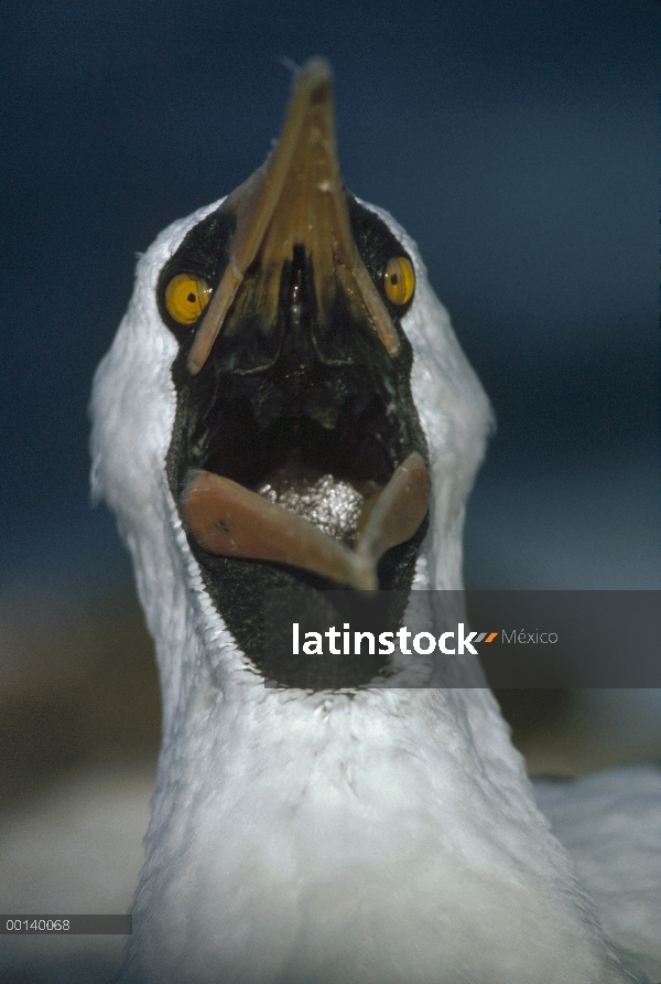 Piquero enmascarado (Sula dactylatra) bostezo, campana isla, Galápagos, Ecuador