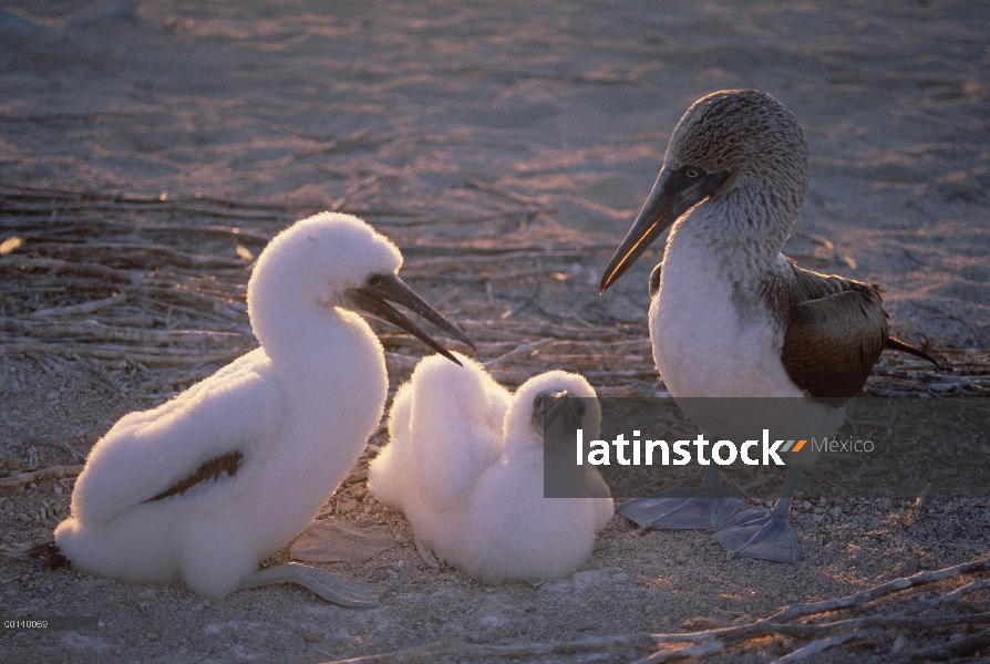 Madre de piquero (Sula nebouxii) patas con dos polluelos, Isla Seymour, Galapagos Islands, Ecuador