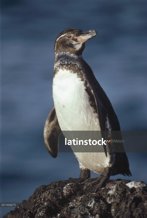 Retrato del pingüino de Galápagos (Spheniscus mendiculus), Isla Bartolomé, Galápagos, Ecuador