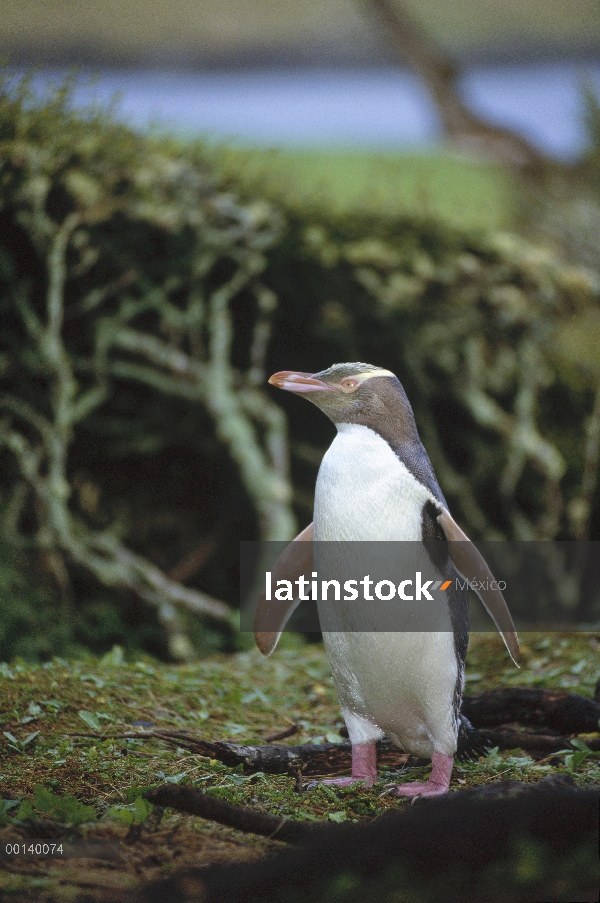 Pingüino de ojos amarillos (Megadyptes antipodes) vuelve a anidar en rata bosque, isla de Enderby, I