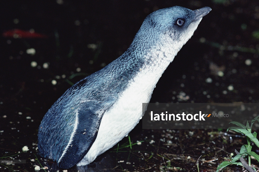 Poco fuera izado pingüino azul (Eudyptula minor) en la noche en el bosque profundo, Golden Bay, Nuev