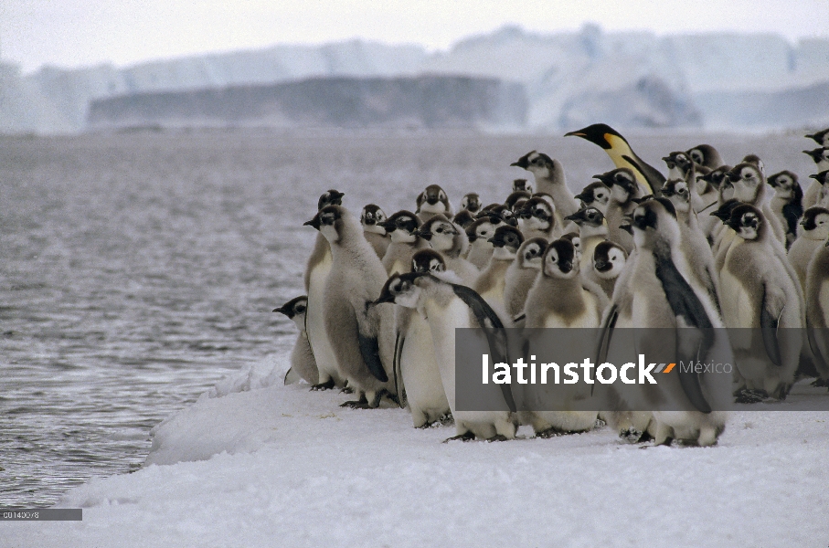 Chicas joven pingüino emperador (Aptenodytes forsteri) ir a la mar con un solo adulto, Antártida de 