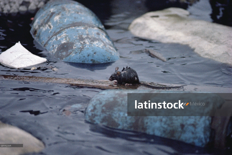 Rata negra (Rattus rattus) escapar del hundimiento de la nave Iguana marina, Academia Bay, isla de S