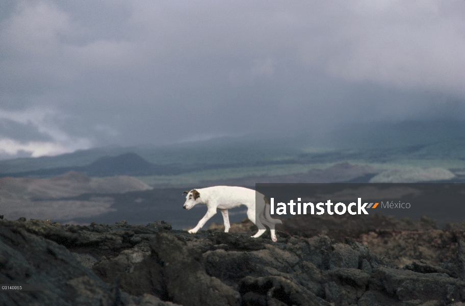 Salvajes perros (Canis familiaris) caminando sobre el campo de lava, población silvestre establecida