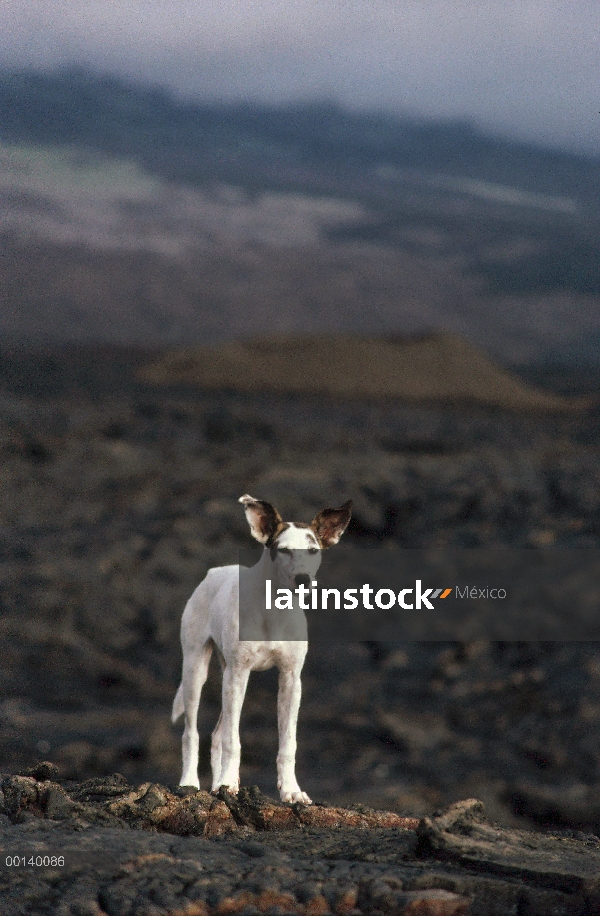 Perros salvajes (Canis familiaris) permanente en el campo de lava, población silvestre establecida h