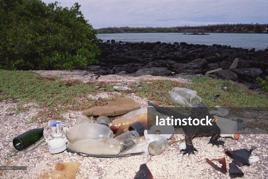 Iguana marina (Amblyrhynchus cristatus) comparte hábitat con basura marítima de transporte comercial