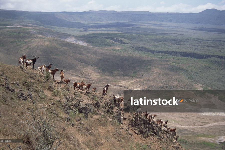 Manada de cabras salvajes (hircus de Capra), nueva invasión causando rápida desertización de último 