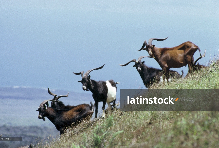 Salvaje manada de cabra (Capra hircus) en praderas artificiales anteriormente cubierta por denso bos