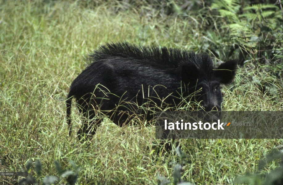 Salvaje jabalí viejo cerdo (Sus scrofa) en pastizales, Isla Santiago, Galápagos, Ecuador