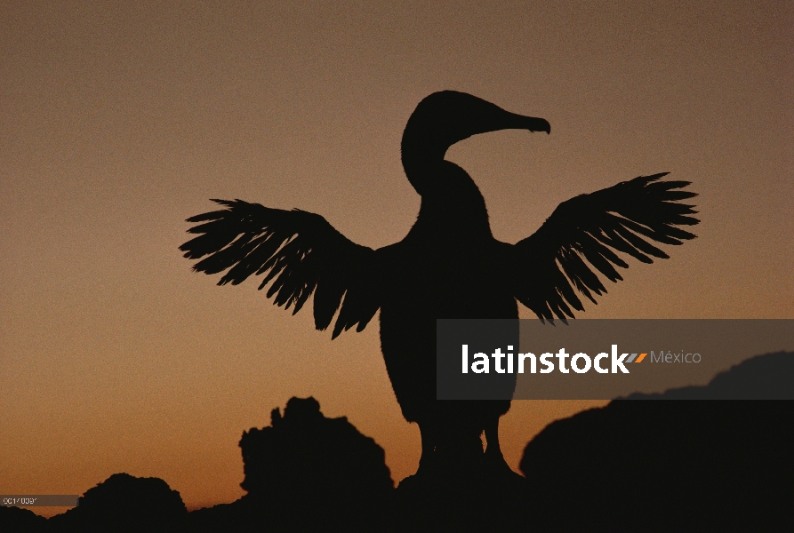 Flightless Cormorant (Phalacrocorax harrisi) secado atrofiado las alas al atardecer, Punta Espinosa,