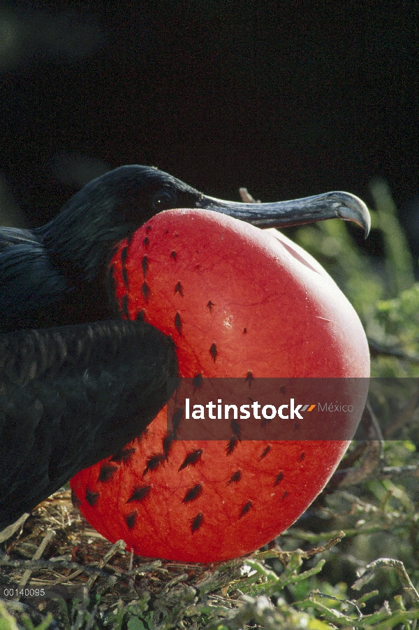 Gran hombre Frigatebird (Fregata minor) en la exhibición de cortejo con bolsa de aire gular completa