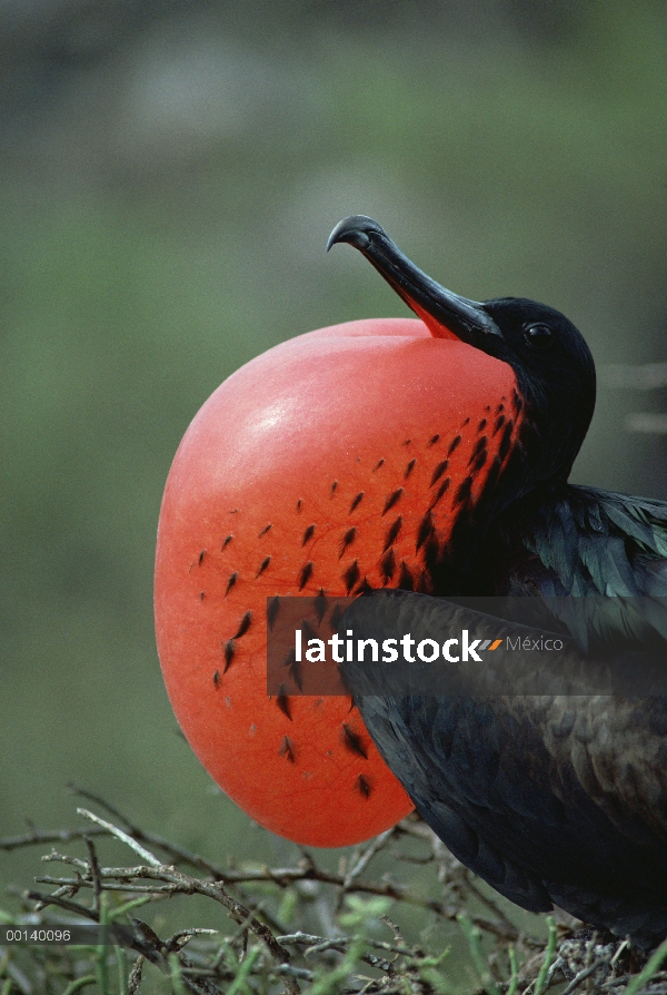 Gran hombre Frigatebird (Fregata minor) en la exhibición de cortejo con bolsa de aire gular completa